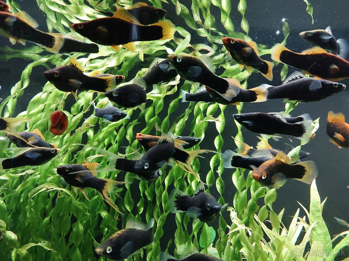 Mecun cierny,rastliny - 6