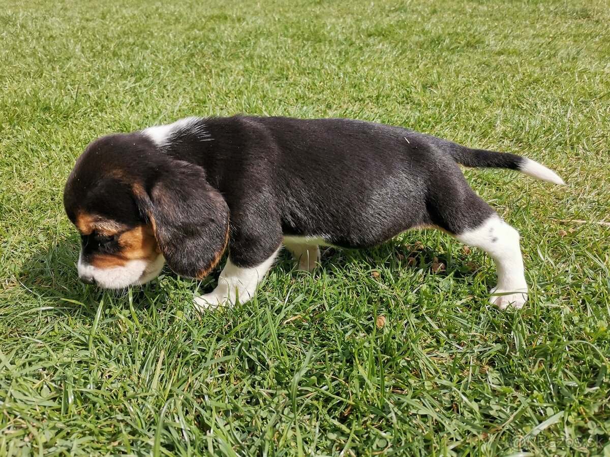 bígl, bígel, beagle - 6
