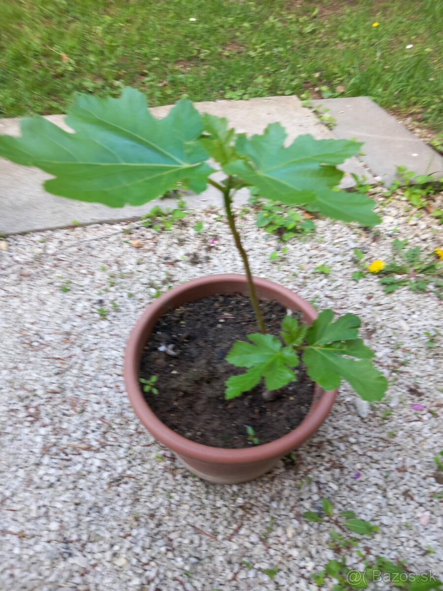 Predám figovník - 6