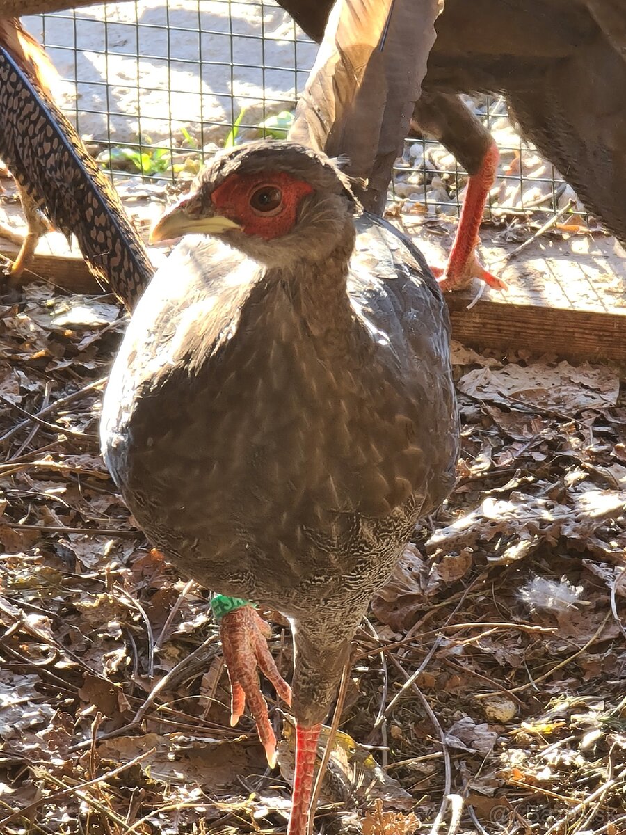 Bažant zlatý a strieborný ,Indické bežce - 6