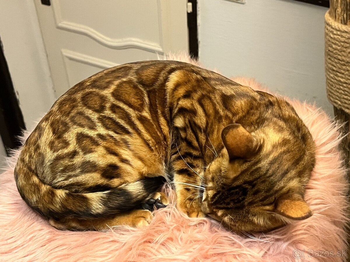 Bengalska mačka - 6