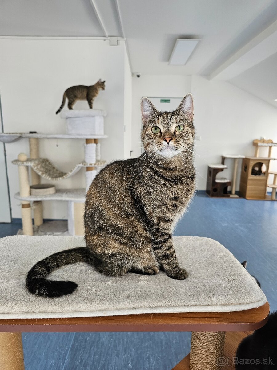 Nežná mačička LENKA hľadá domov - 6