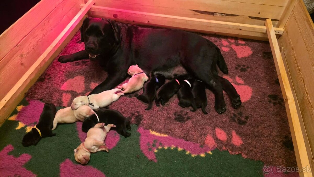 Labrador retriever - šteniatka - 6