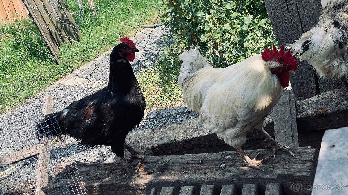 Predám kohútov vyliahnutých 29.1. 2025 - 6