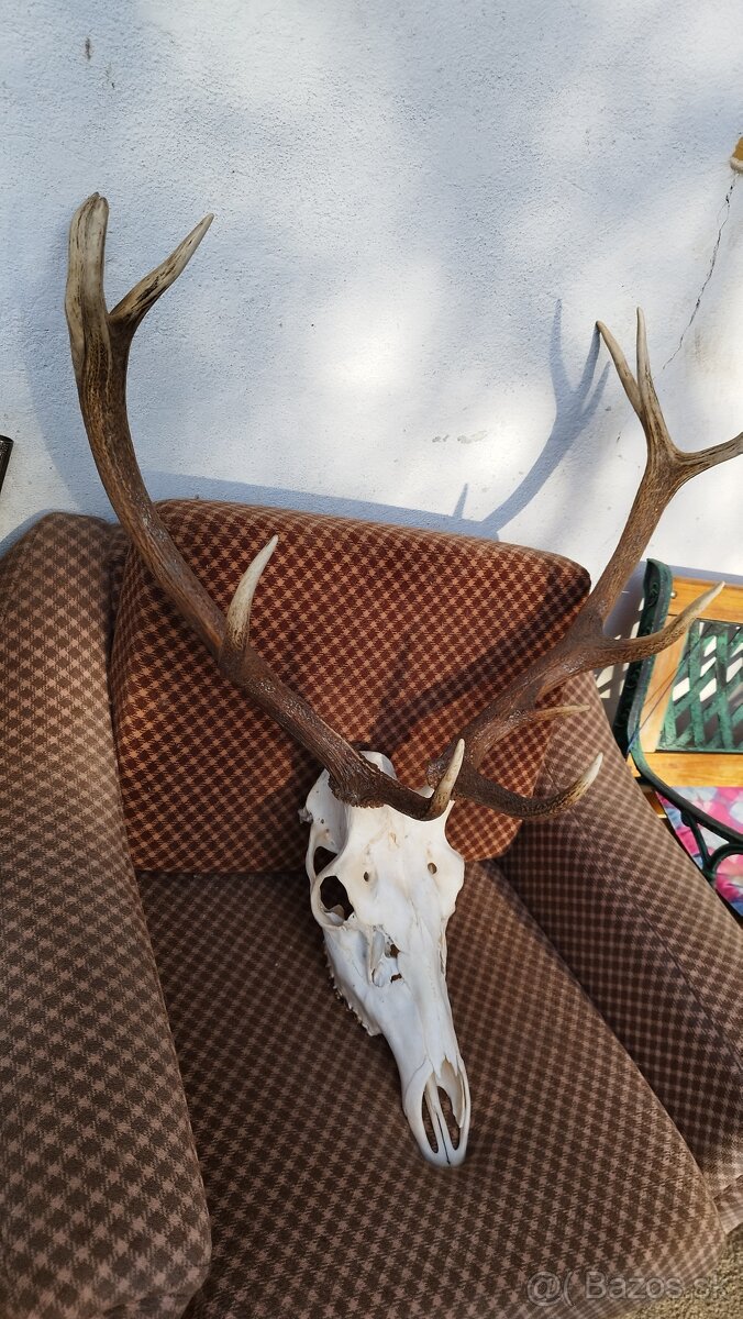 Predám trofej jeleňa, parožie zhody trofeje. - 6