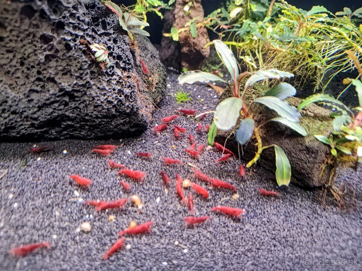Predám krevetky Neocaridina Bloody Mary - 6
