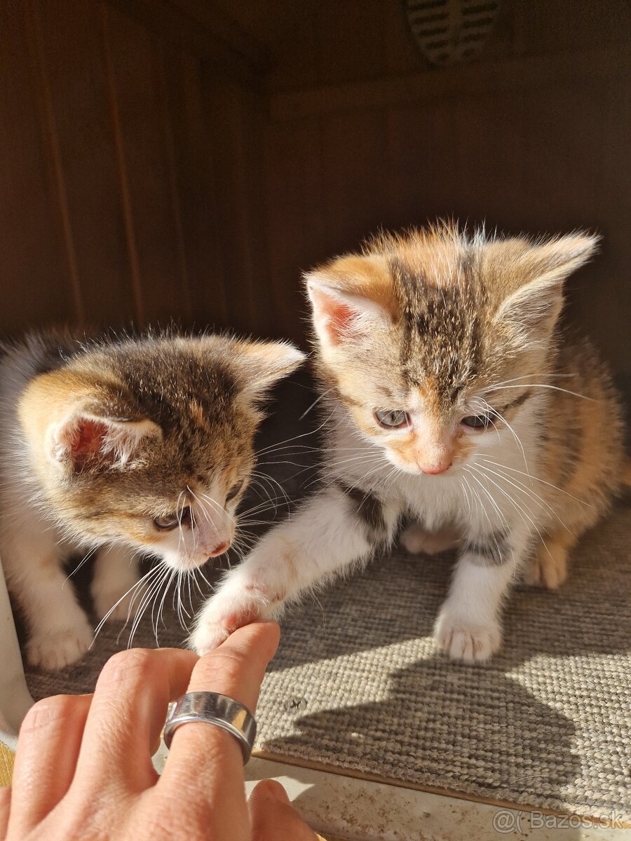 Darujem mačicky - 6