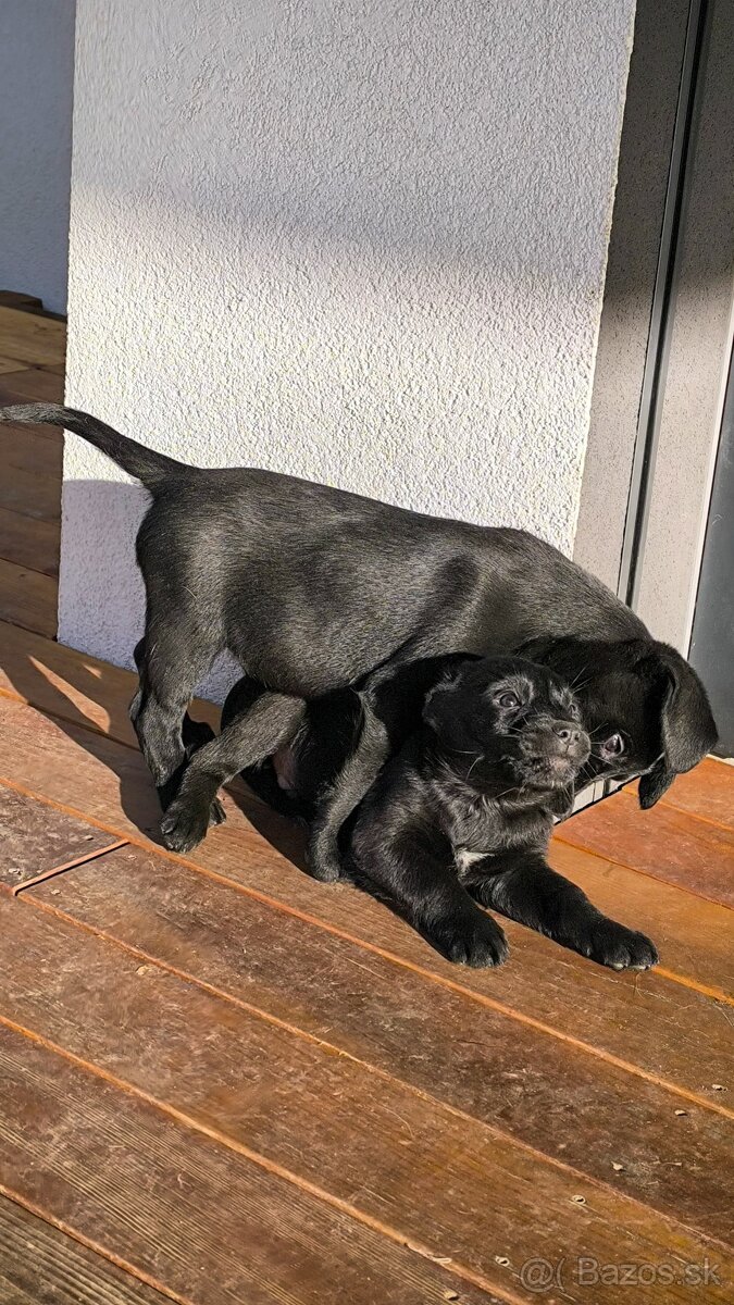 Labrador steniatko - 6