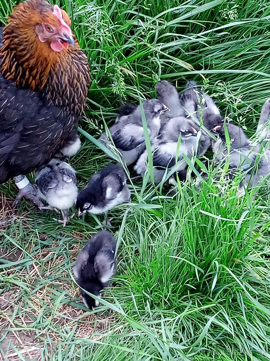 NV tmavohnedé Marans - 6