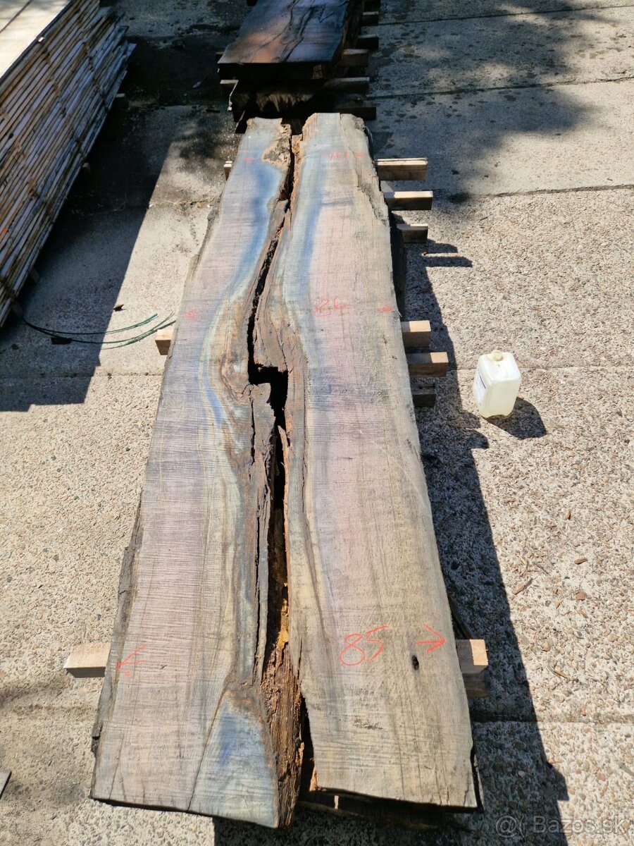 Dub bahenny, mooreiche, dub subfosilny - 6