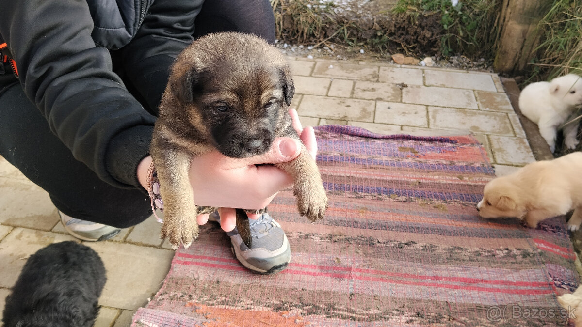 Darujem šteniatka - 6