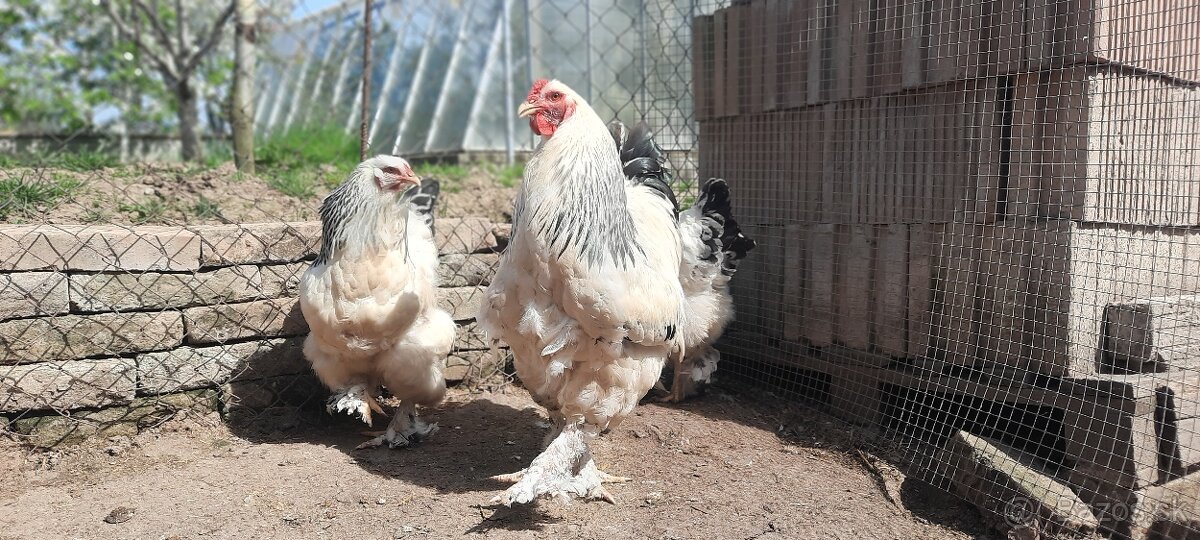 Brahmanka veľká biela- Columbia - 6