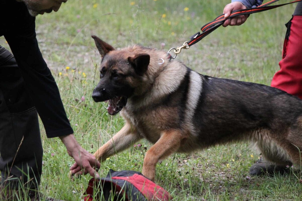 nemecky ovčiak - 6