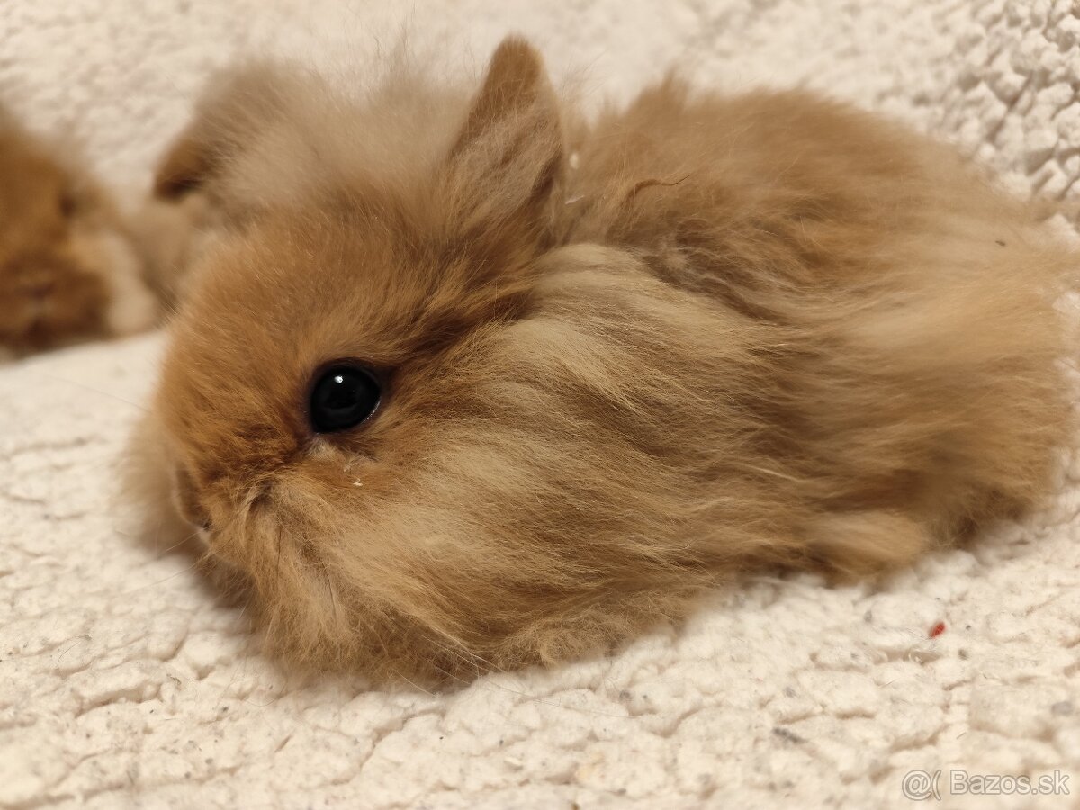 Teddy Hegyeshalom - 6