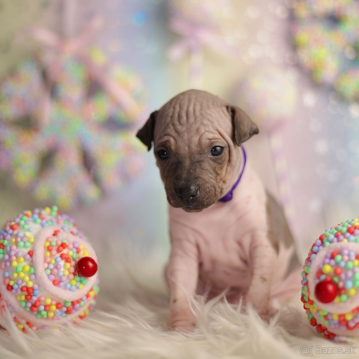 Americký bezsrstý teriér s PP FCI - 6