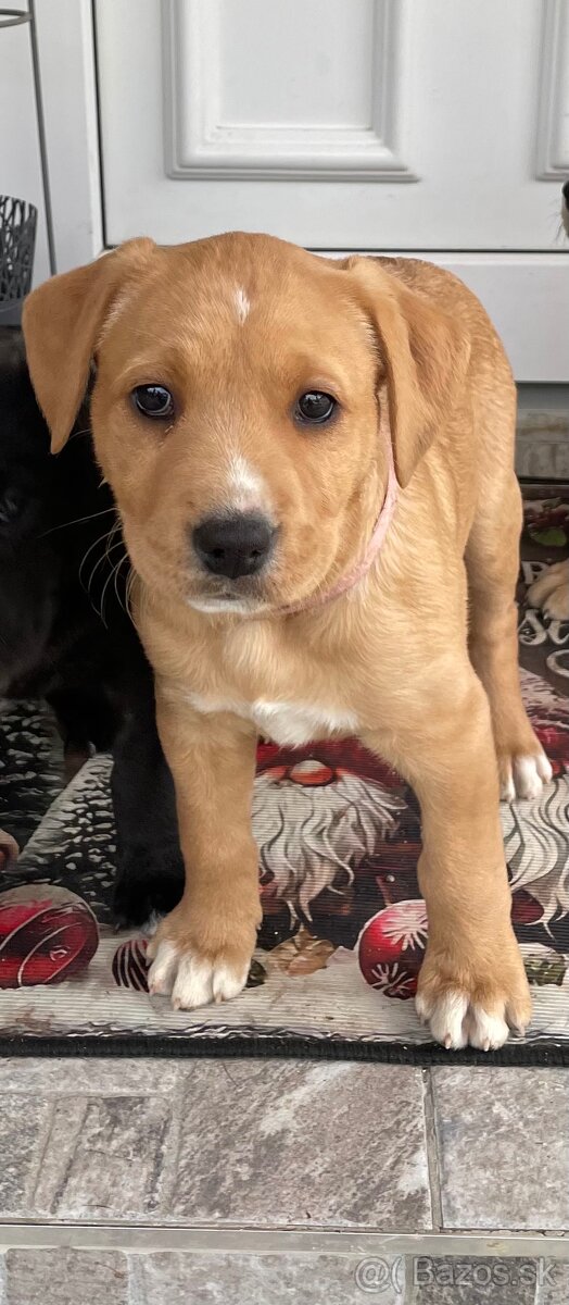 Kríženec Staford - Labrador - 6