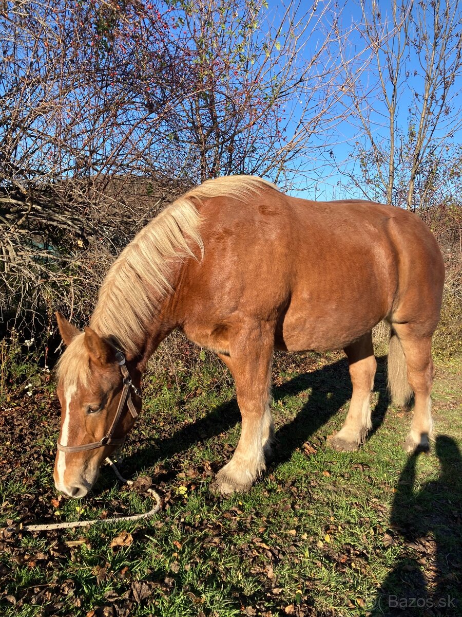 Kobyla s miliónovou povahou - 6