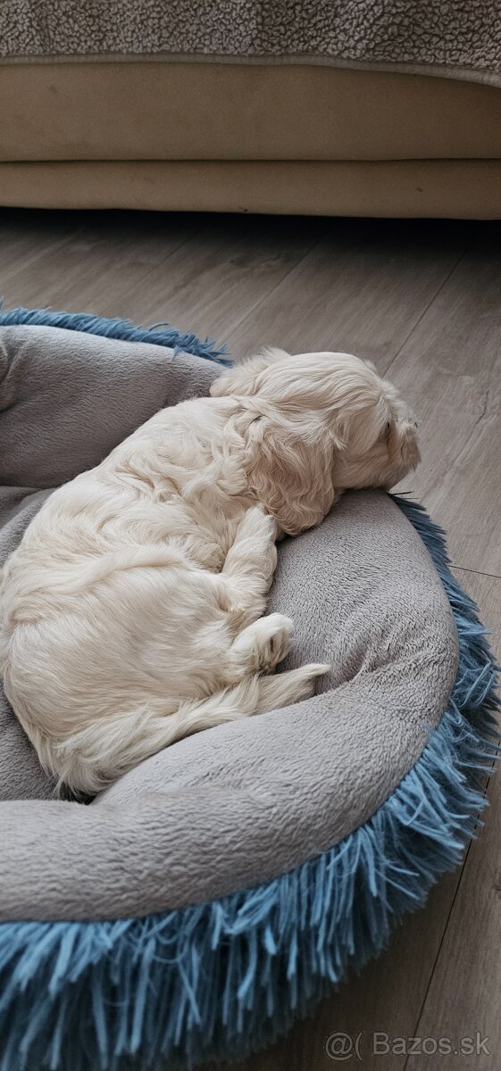 Havanský psík s PP - 6