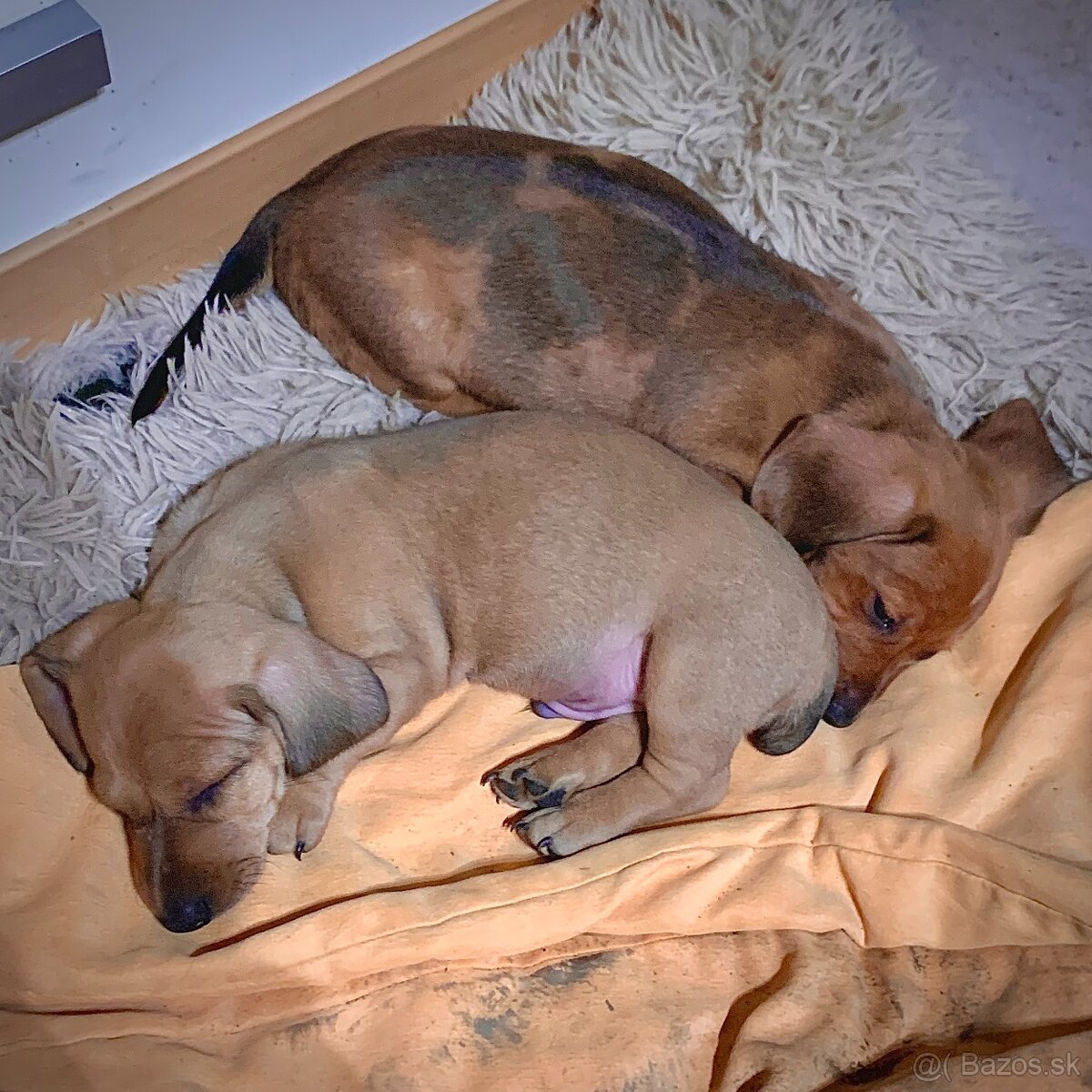 Jezevčík trpasličí merle - 6