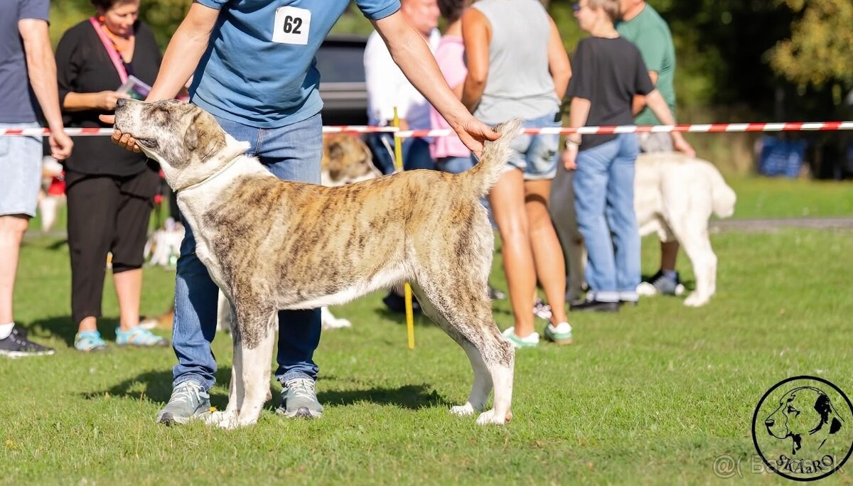Stredoazijský ovčiak - 6