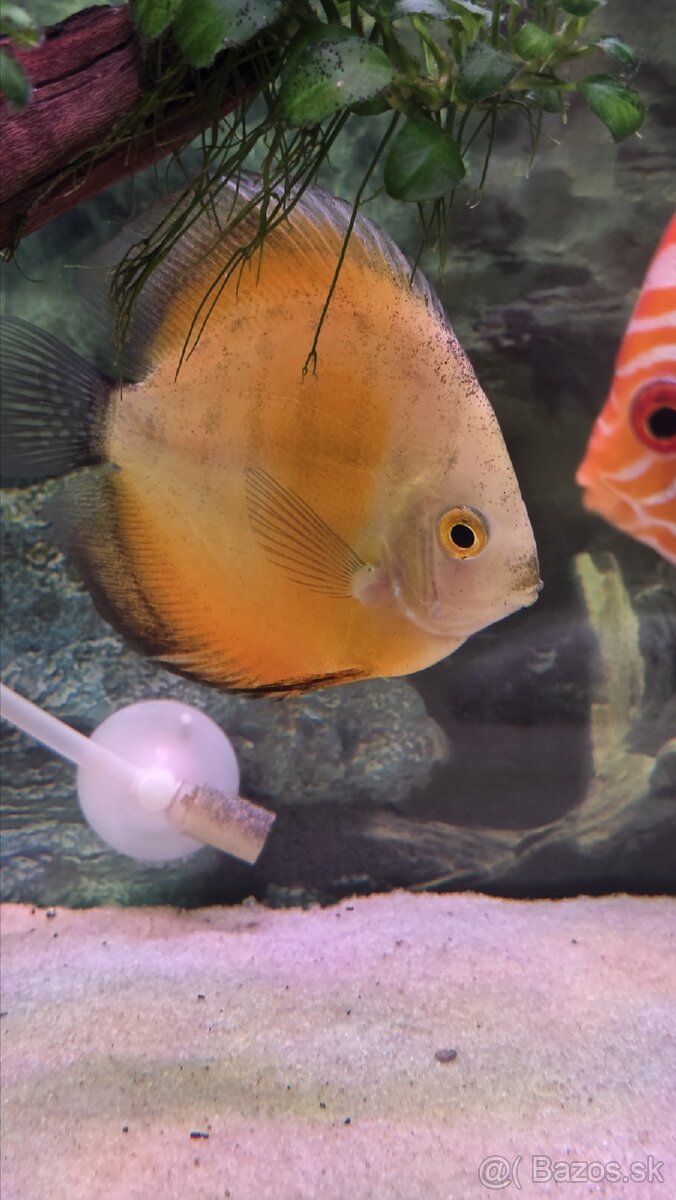 Predám skupinu krásnych terčovcov (Discus) - 7 kusov, 12 cm - 6