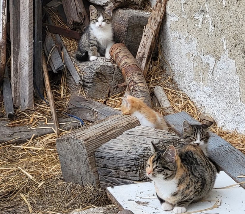 Darujem mačiatká - 6