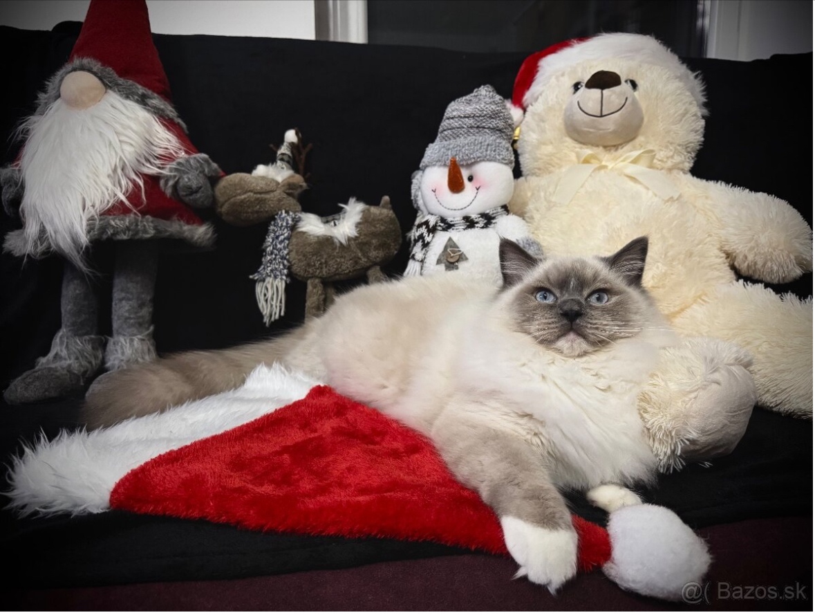 Mačiatka Ragdoll s PP - 6