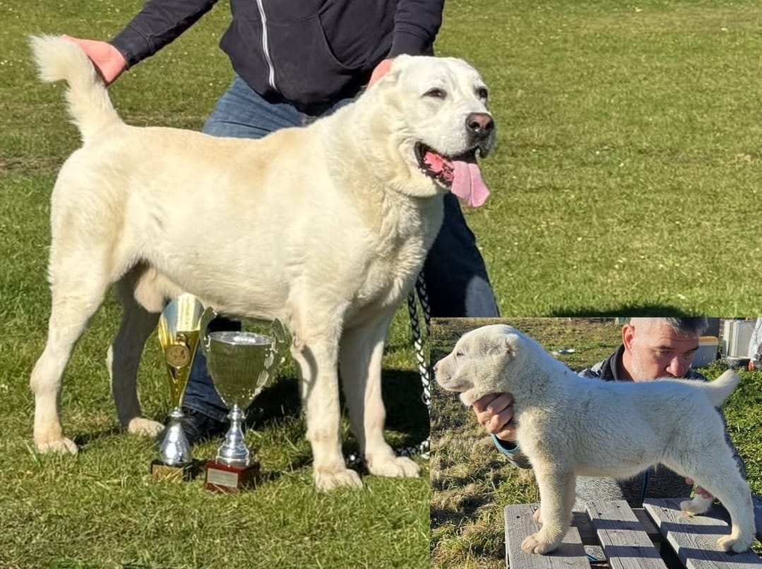 Stredoazijsky ovciak FCI pp - 6