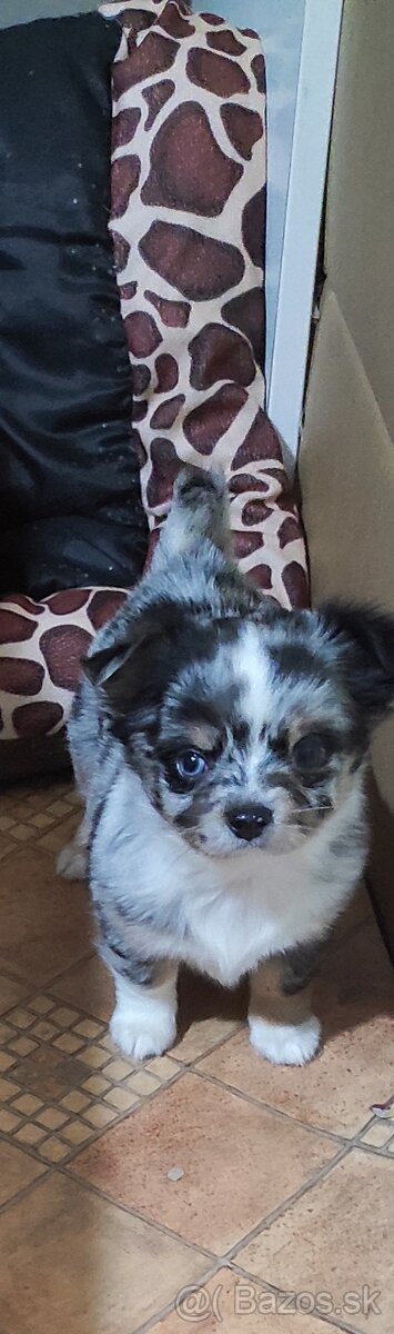 čivava dlhosrsta - 6