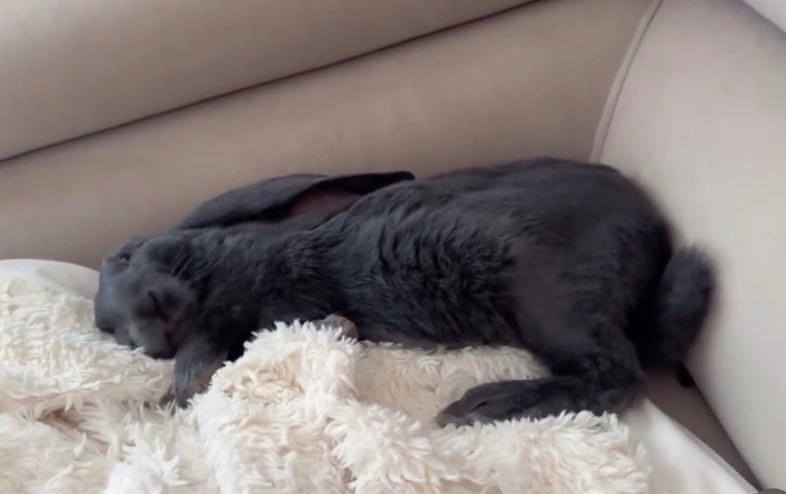 Anglický barenček s pp - 6