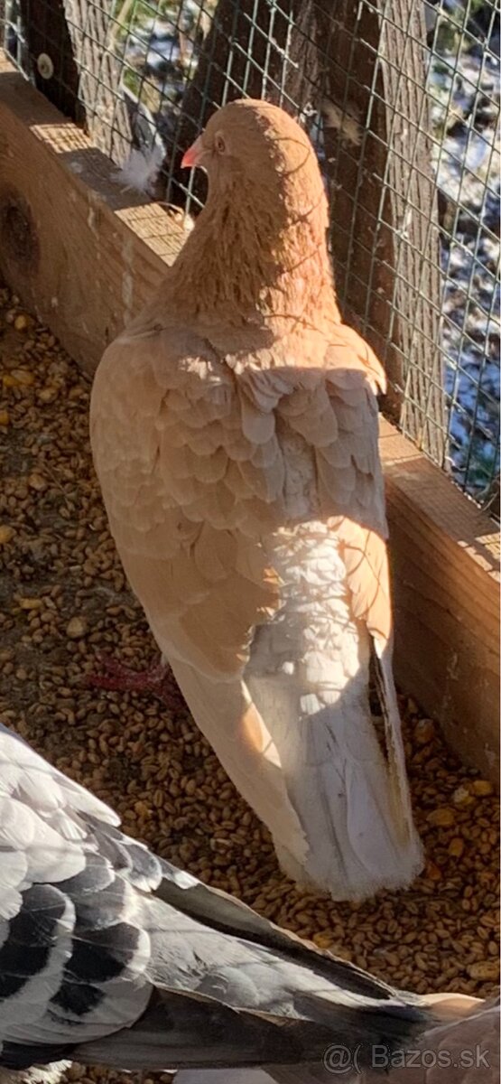Poštové holuby - 6