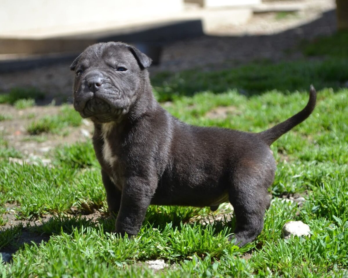 Crossbreed bully 75% - 6