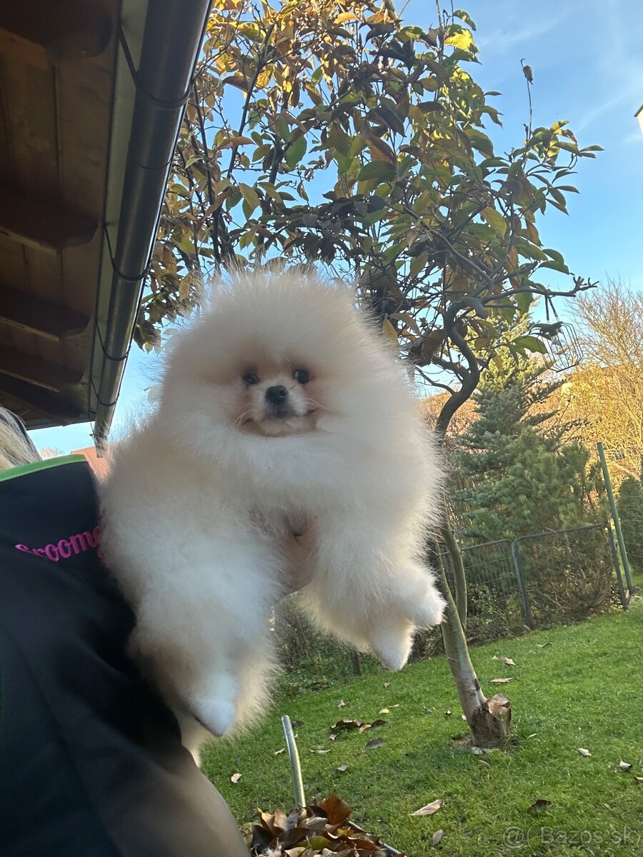 Pomeranian s pp FCI - 6