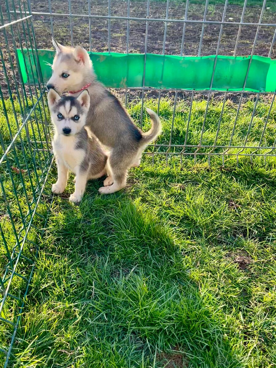 Steniatka sibirsky husky - 6