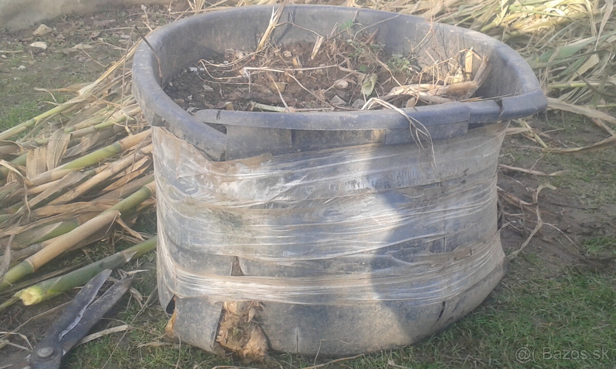 trstina obrovská-Aruna-ARUNDO DONAX-Trsteník - 6