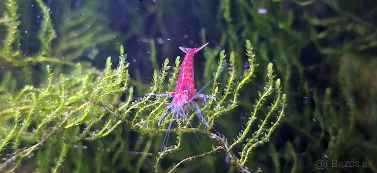 PREDÁM KREVETKY - Odber v Bratislave - 6