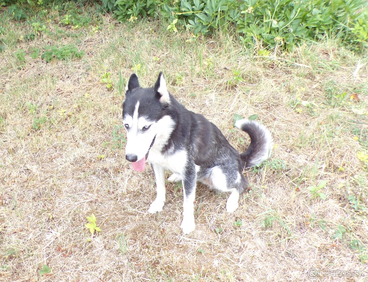 Sibírski husky- fenka - 6