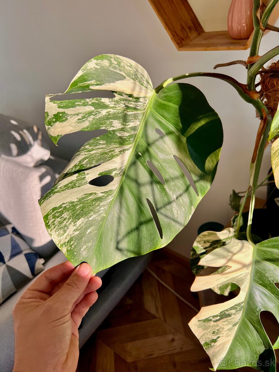 Monstera Deliciosa Albo Varegiata - 6