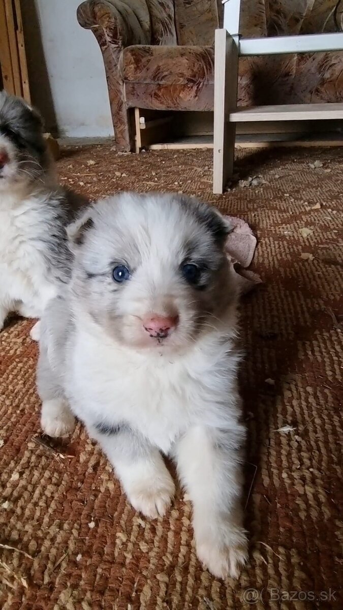 Steniatka border kolia - 6