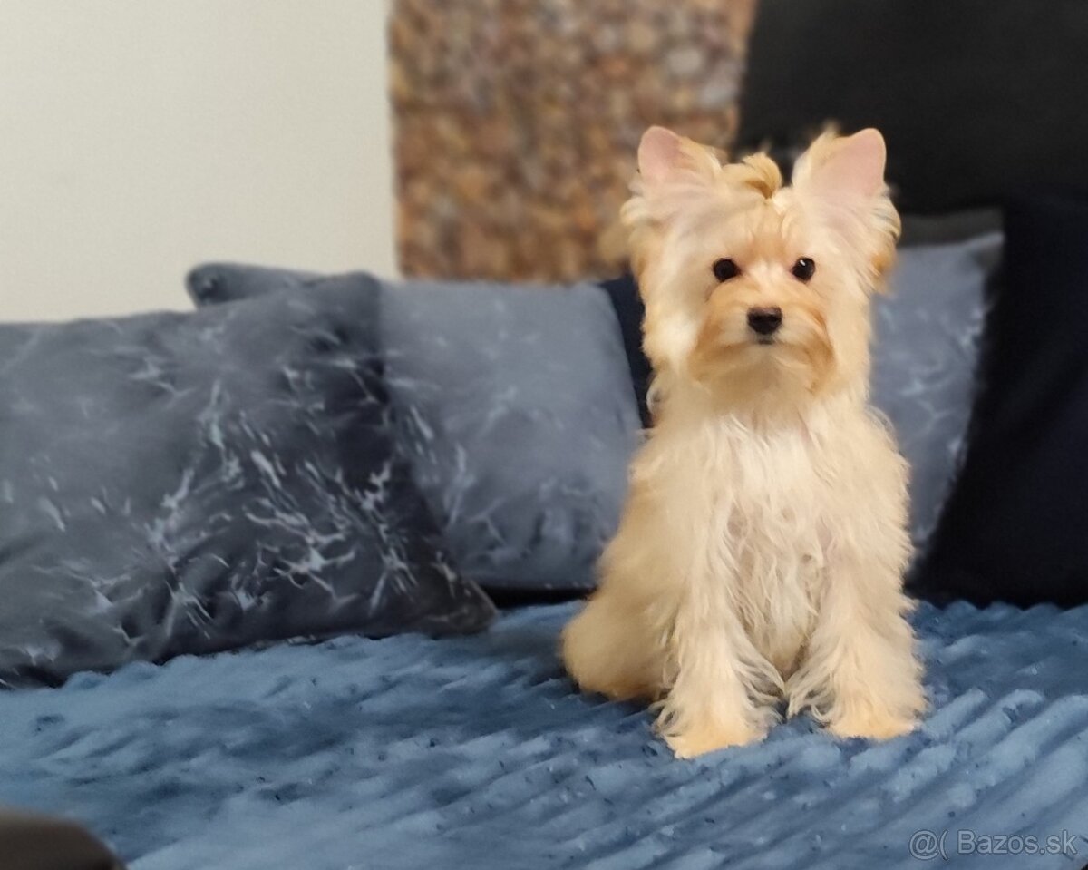 Yorkshire terrier - 6