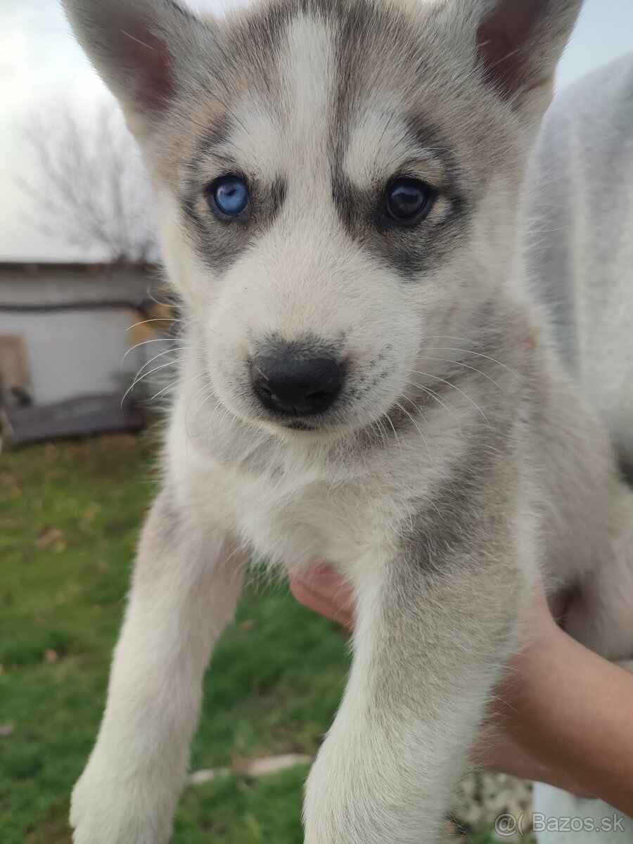 Šteniatka sibírsky husky - 6