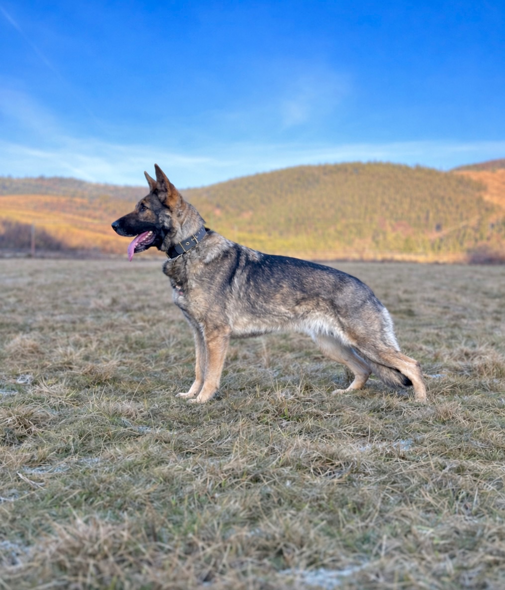 Nemecký ovčiak s PP - 6