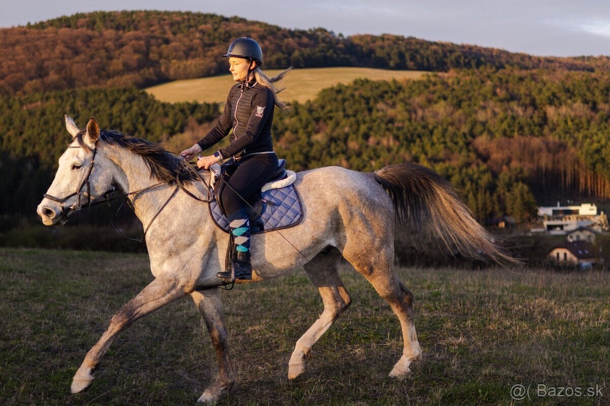 Krásny 6 ročný valach - 6