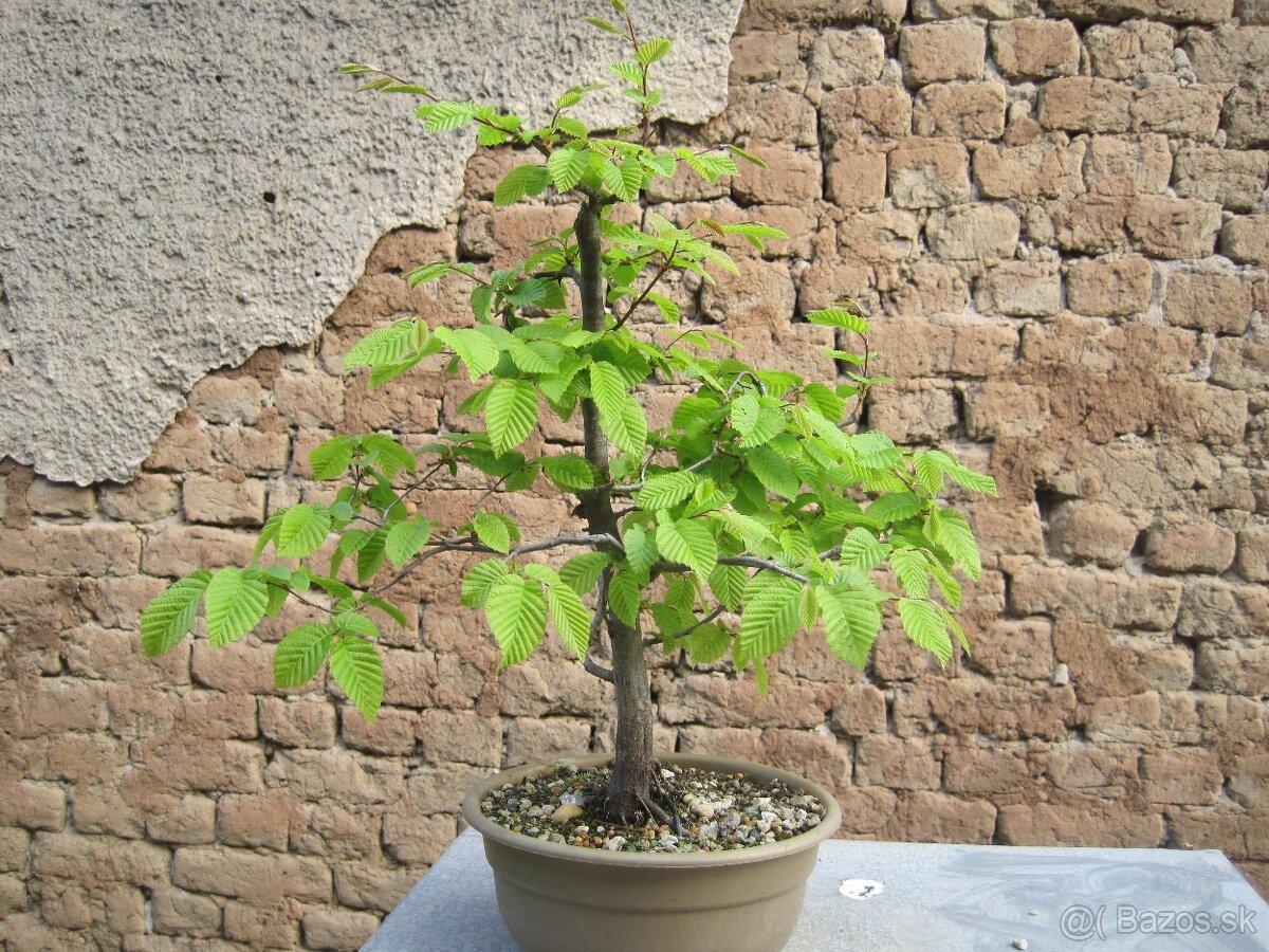 bonsai,bonsaj-hrab 8 - 6