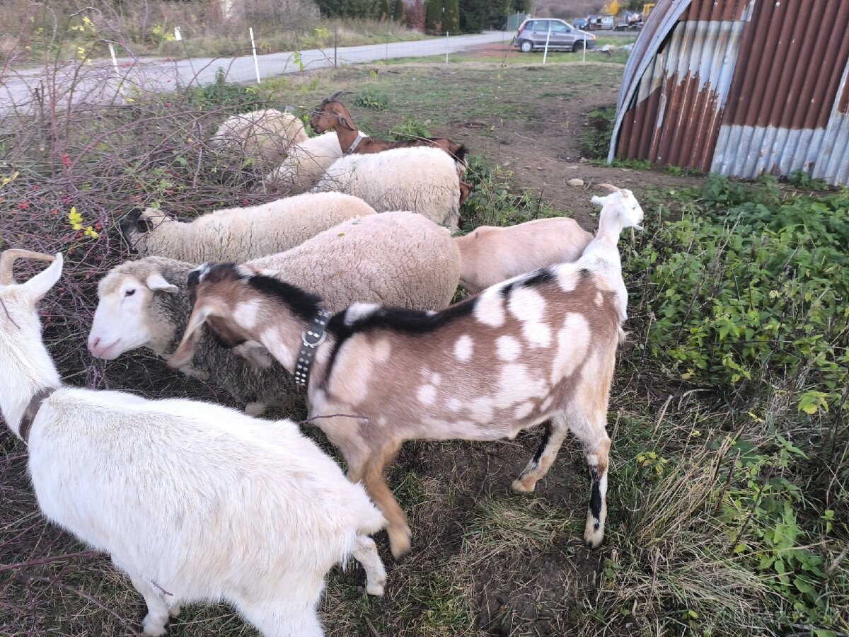 Anglonubijsky podielovy Capko pripustanie,predaj - 6