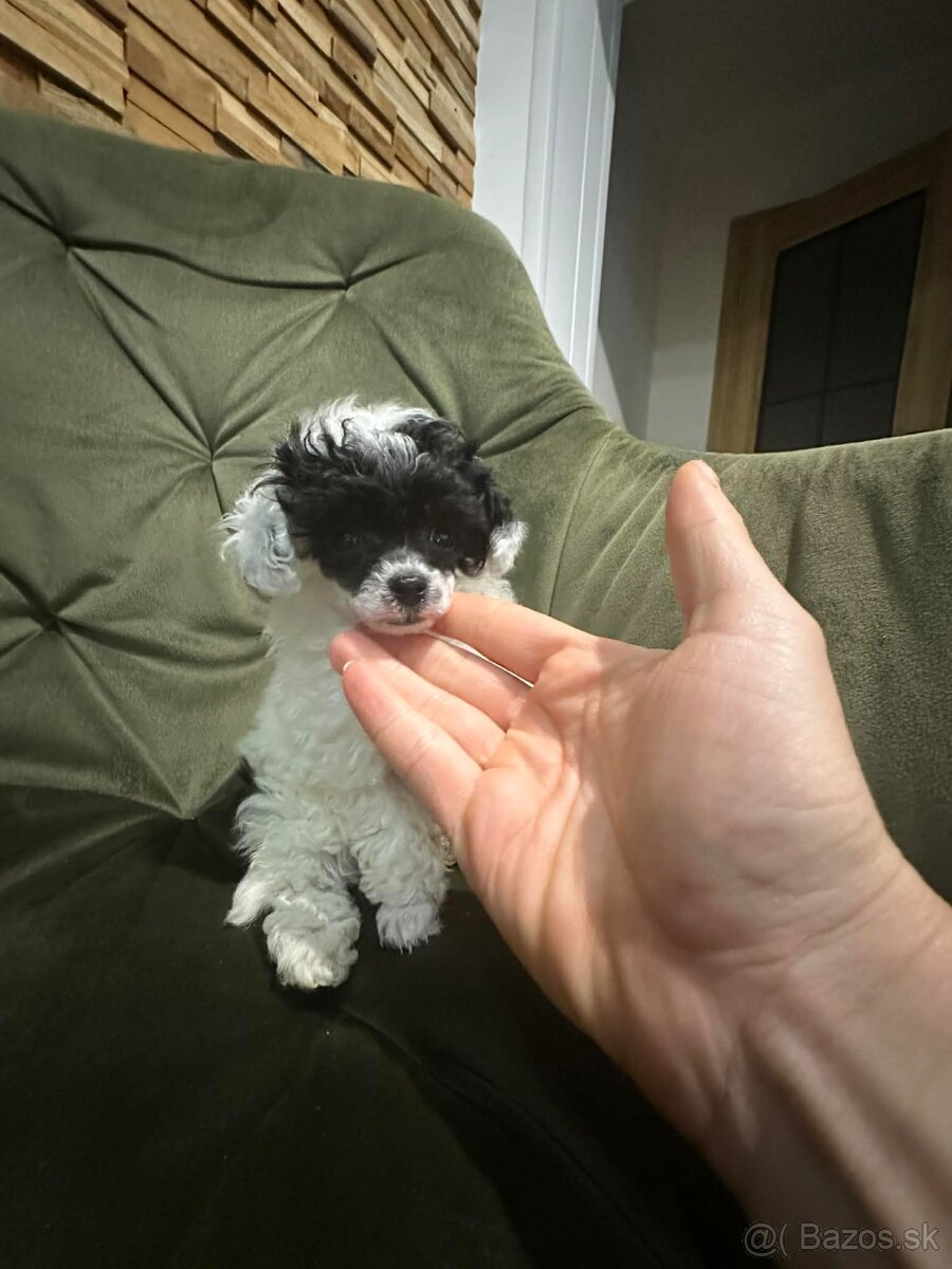 Trpasličí pudlík pudel - 6