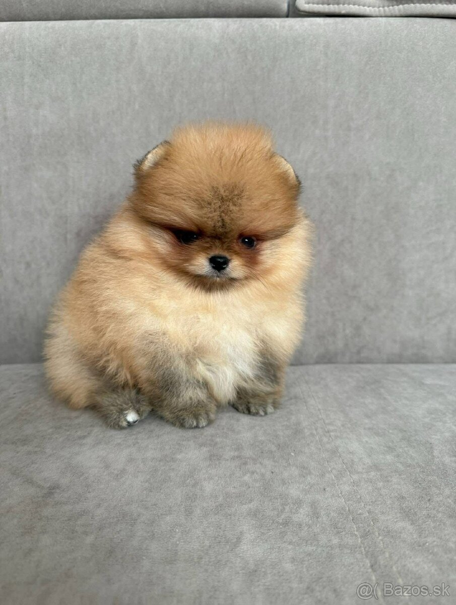 Pomeranian - 6