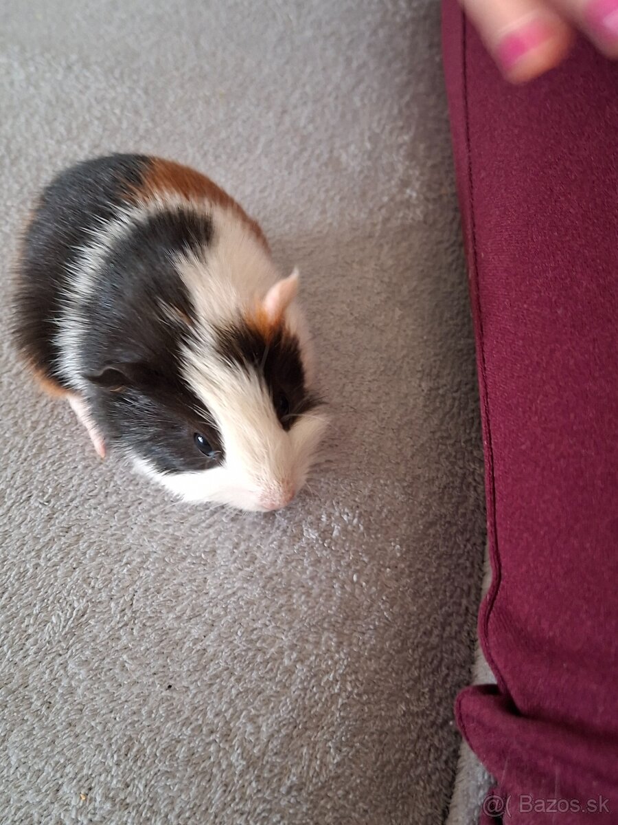 Morské prasiatka - 6