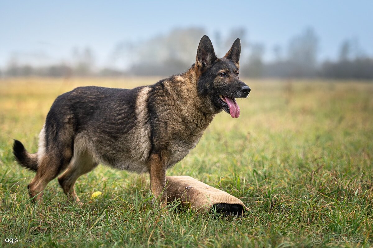 Nemecký ovčiak šteniatka s PP WORK line - 6