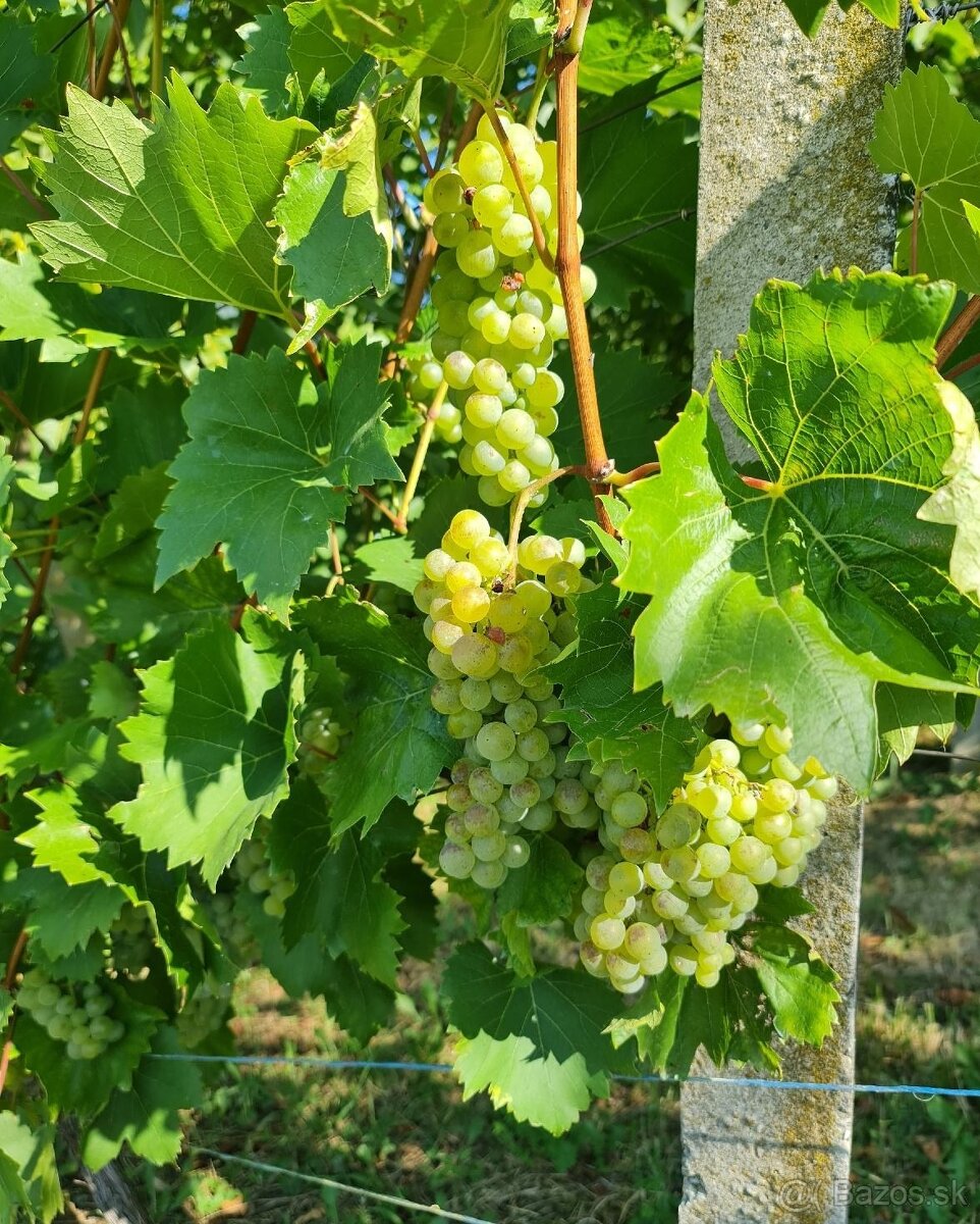 Pozemky - 6
